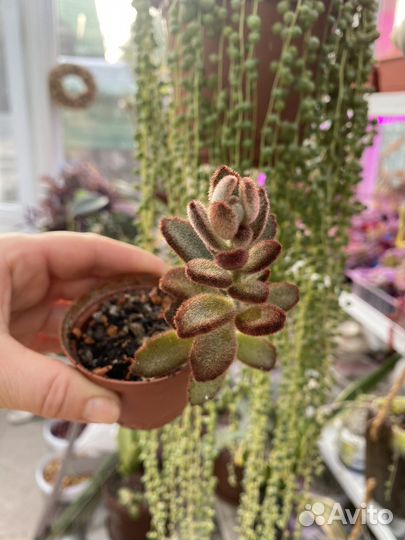 Суккуленты