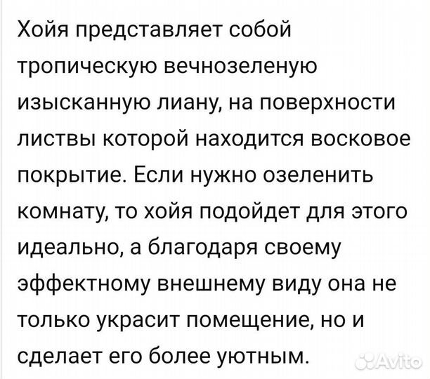 Хойя Carnosa восковой плющ