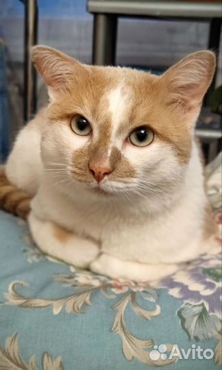 Кот молодой ласковый