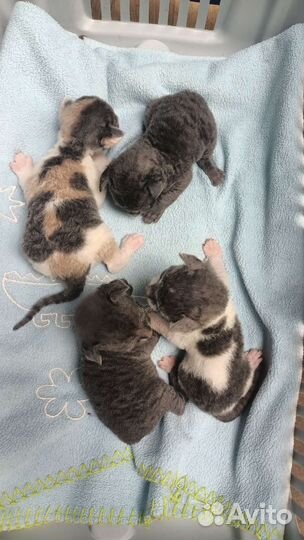 Котята корниш-рекс