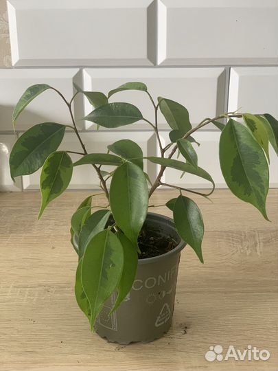 Фикус бенджамина