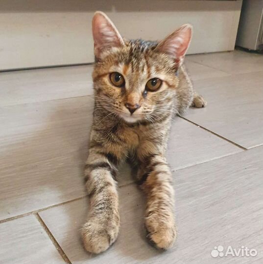 Котёнок-девочка, 5 мес