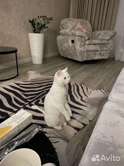 Кошка