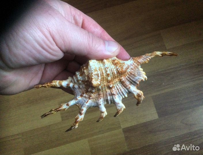 Морская раковина lambis scorpius indomaris 140,8мм