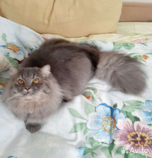 Сибирский кот