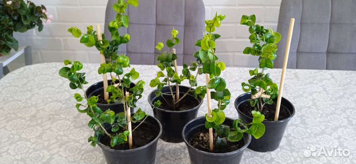 Фикус Барокко