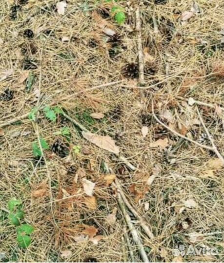 Хвойный опад