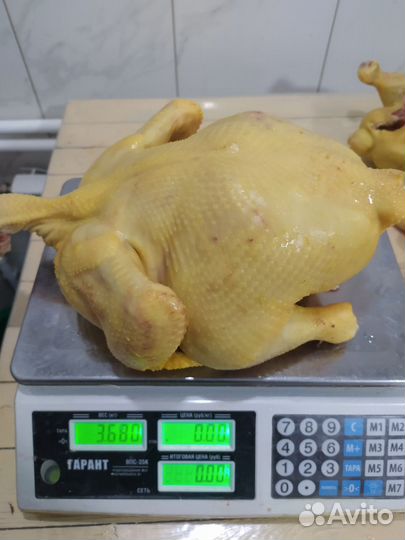 Свежая халяльная курица