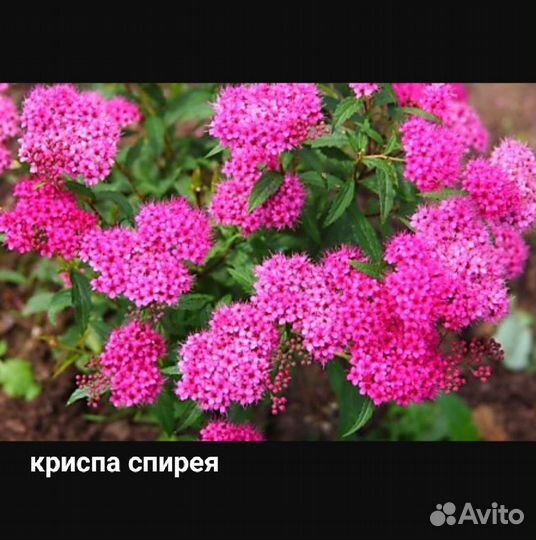 Саженцы спиреи