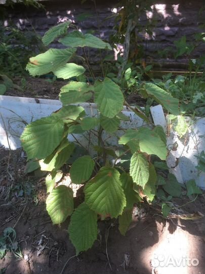 Смородина,вишня,орех