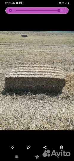 Солома гороховая тюк до 100кг д