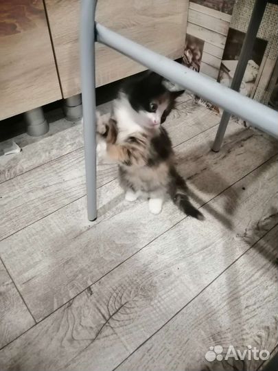 Отдам кошечку