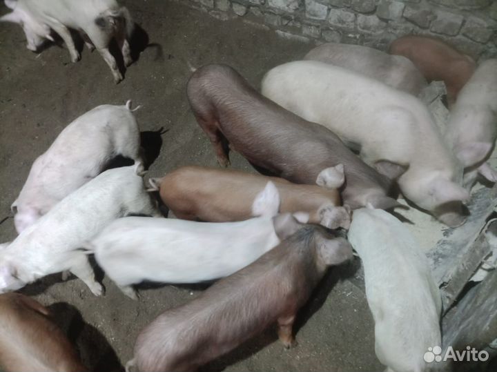 Поросята Доставка в РФ