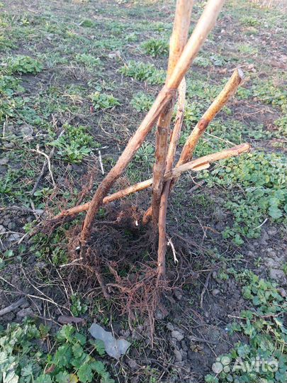 Саженцы малины