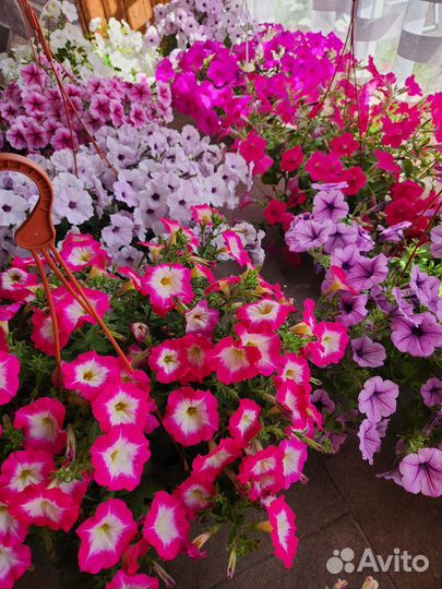 Петуния - цветущие кашпо