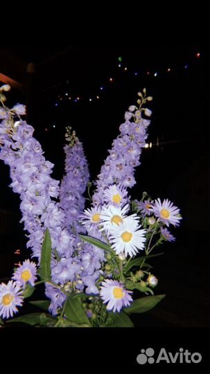 Дельфиниум