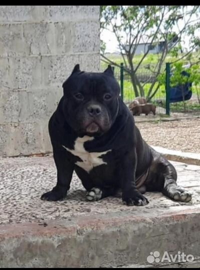 Девочка Американский булли