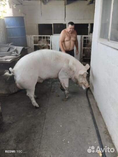 Продается хряк, до 300 кг