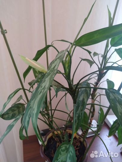 Комнатные цветы