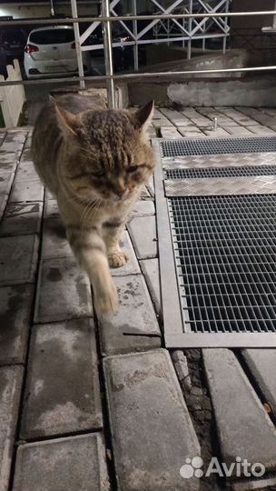 Найден кот