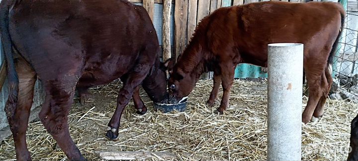 Быки и телки