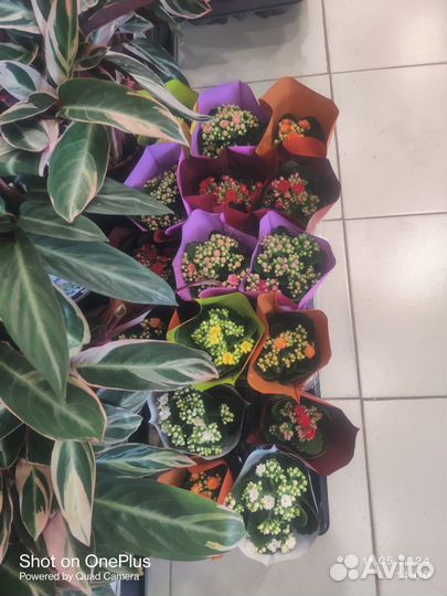 Комнатные растения цветы большие и маленькие