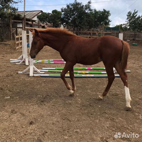 Жеребчик и Кобыла