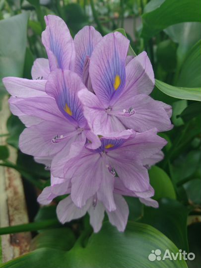 Водяной гиацинт (Эйхорния)