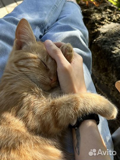 Рыжий котенок