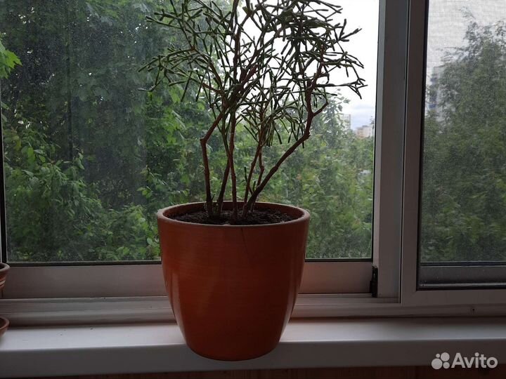 Суккулент хатиора