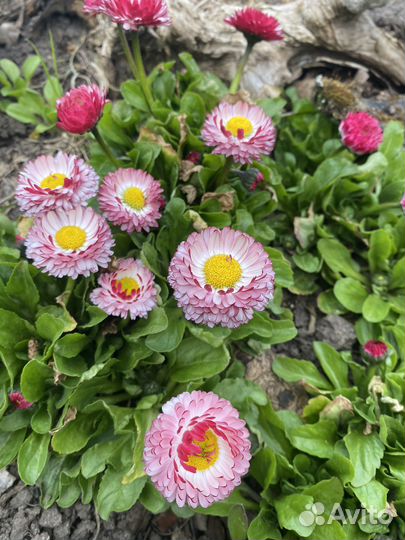 Маргаритки