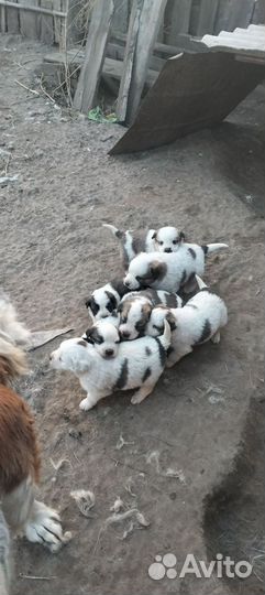 Щенки сербернара