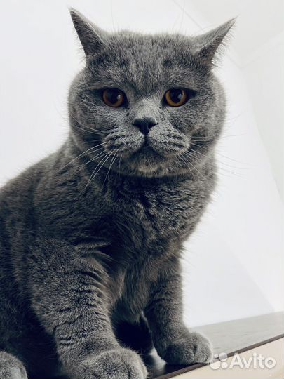 Передержка котов и кошек