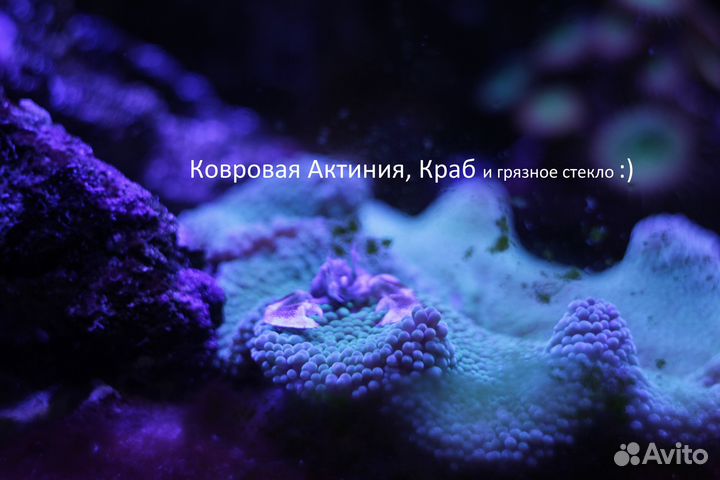 Морской аквариум полный комплект