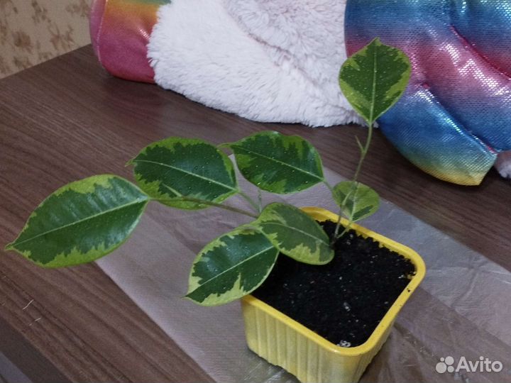 Фикусы бенджамина