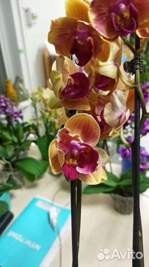 Орхидея фаленопсис