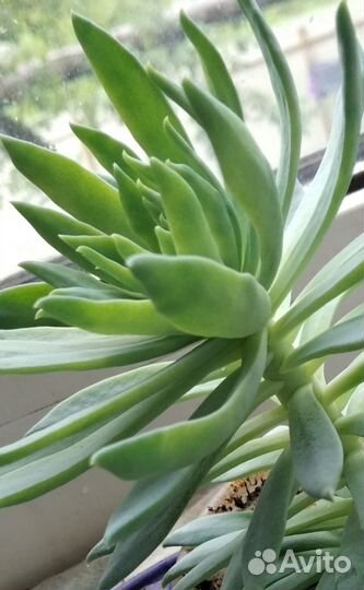 Коллекционные суккуленты