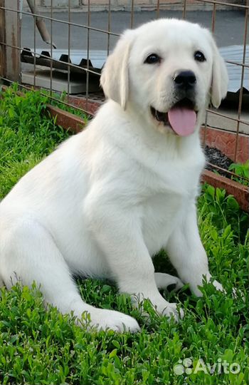 Щенки лабрадора