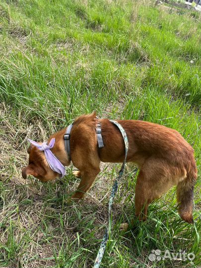 Красивая Собака из приюта ищет дом