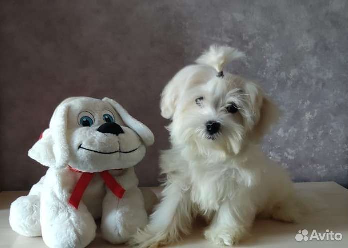 Мальтийская болонка (Мальтезе)