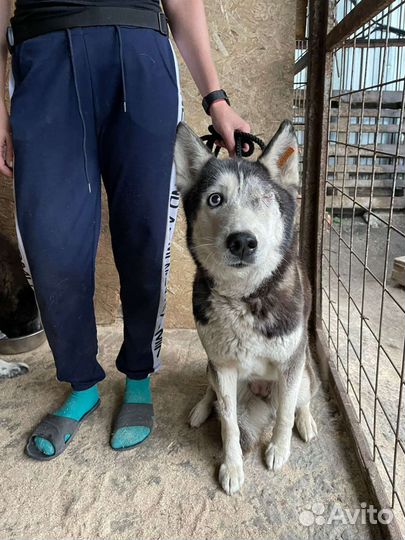 Сибирский хаски