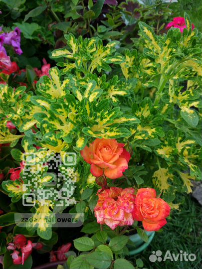 Колеусы сортовые