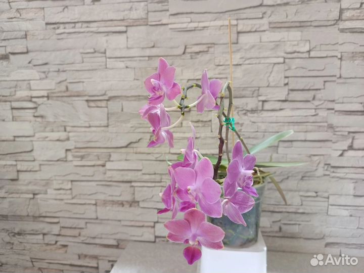 Орхидея фаленопсис