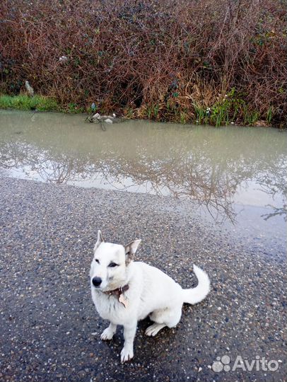 В добрые руки собаку