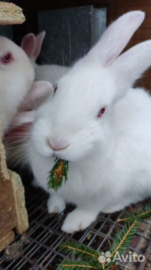 Кролики мясной породы Белый Паннон