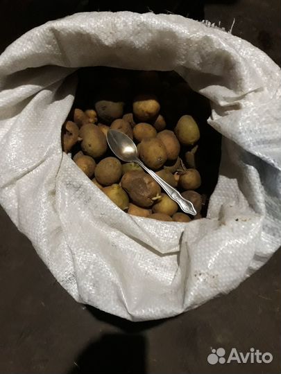 Картофель на корм скоту