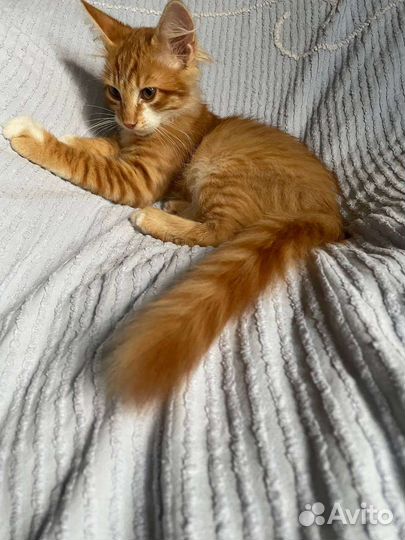 Сибирская кошка