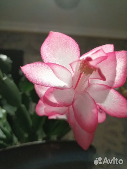 Декабрист Шлюмбергера