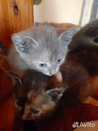 Кошка