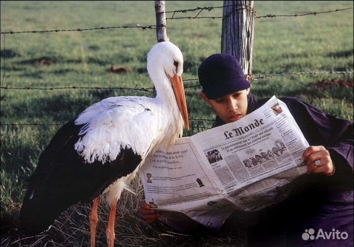 Компаньон/друг/соучастник для прогулок